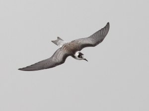 Black Tern - juvenile