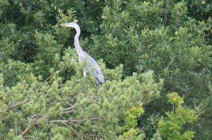 Grey Heron