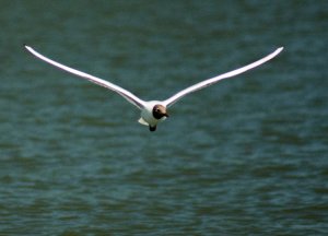 Black-headed gull