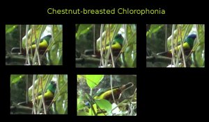Chestnut-breasted Chlorophonia in Venezuela