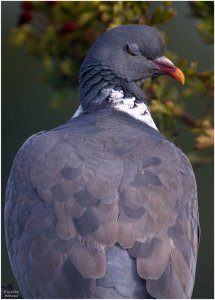 Blinkin' Woodpigeon