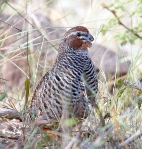 Rock Bush Quail