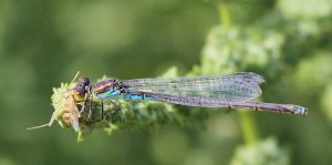 Small Red-eyed Damselfly