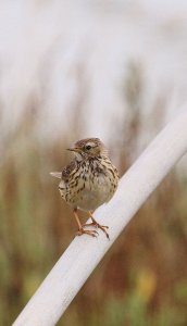 Meadow Pipit