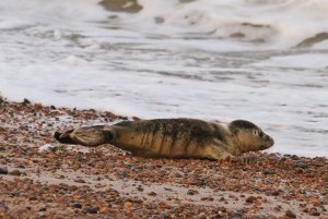 Common Seal