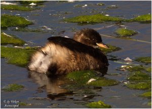 Dabchick