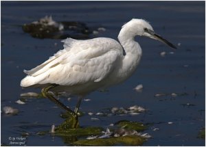 Little Egret