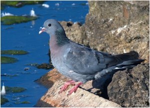 Stock Dove