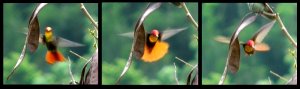 Ruby-topaz Hummingbird, Merida, Venezuela