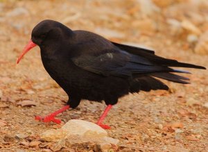 Red-billed Chough