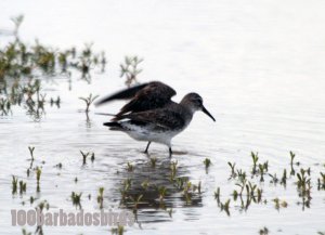 White Rumped Sandpiper