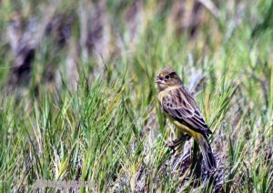 Grassland Yellow Finch