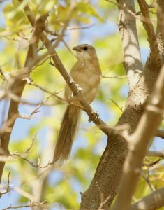 Iraq babbler