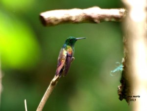 Berylline Hummingbird