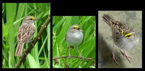 Singing Yellow-browed Sparrow, Venezuela