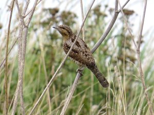 Wryneck