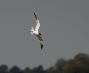 Caspian Tern