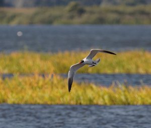 Caspian Tern