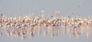 Greater Flamingo