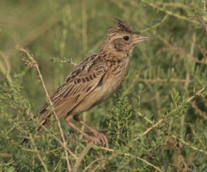 Oriental Skylark