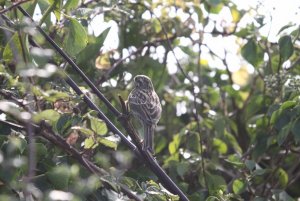 Cirl Bunting