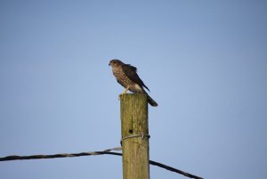 Sparrowhawk East Prawle