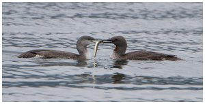 Red-Throated Divers