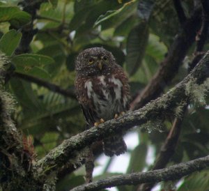 Costa Rican Pygmy Owl on Poas Volcano, Costa Rica