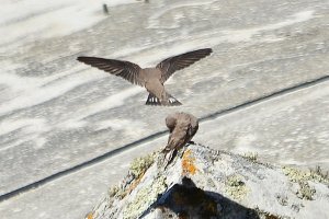 crag martin in flight