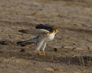 Red-necked Falcon