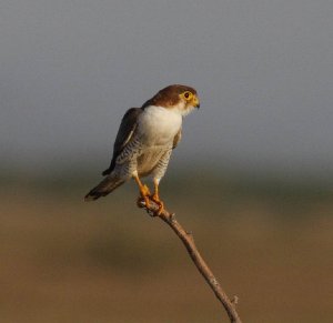 Red-necked Falcon