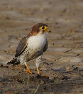 Red-necked Falcon