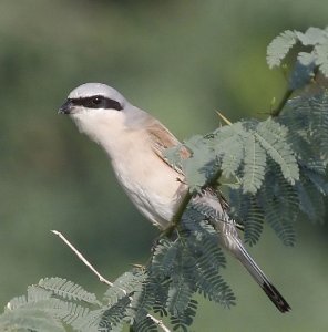 Red-backed Shrike