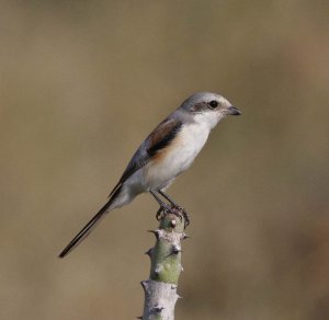 Bay-backed Shrike