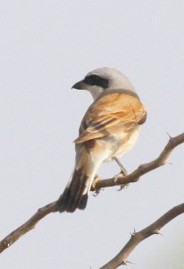 Red-backed Shrike