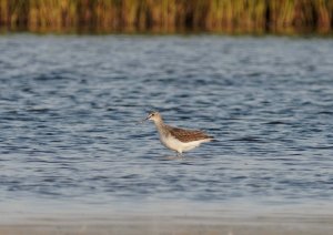 Common Greenshank