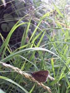 Ringlet Butterflie.