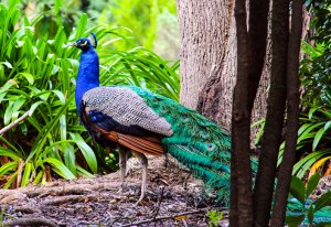 Peafowl_Male Blue Peacock