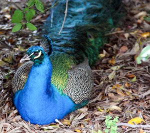 Male blue Peacock