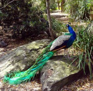 Male Blue Peacock