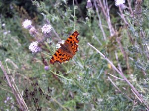 Comma Butterfly