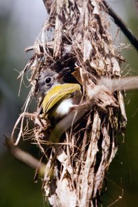 Short-Tailed Pygmy Tyrant at nest