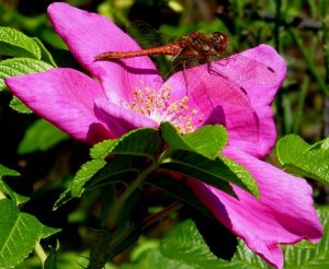 DARTER IN THE PINK
