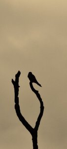 Eurasian Kestrel