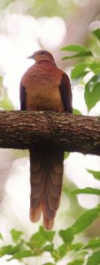 Brown Cuckoo Dove