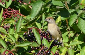 blackcap female