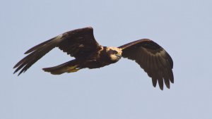 Marsh Harrier