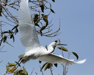 Snowy Egret