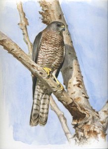 Levant sparrowhawk female