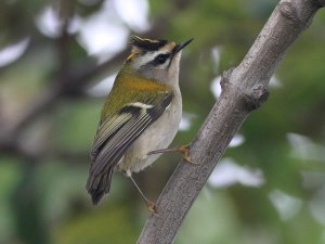 Firecrest